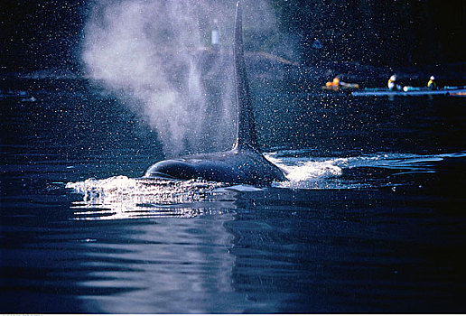 雄性动物,逆戟鲸,笔直,不列颠哥伦比亚省,加拿大