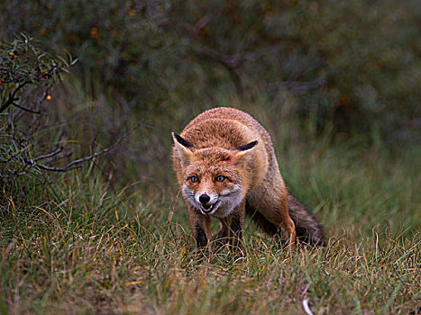 红狐,徘徊,北荷兰,荷兰,欧洲