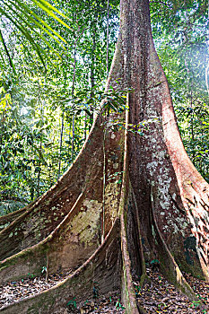 根部,老,树林,巨大,丛林,热带,大树,雨林,马来西亚,亚洲