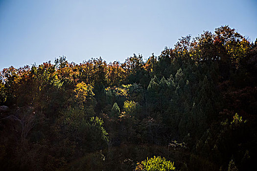 北京红叶枫叶冬日暖阳