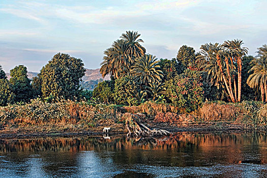 堤岸,尼罗河,埃及,非洲