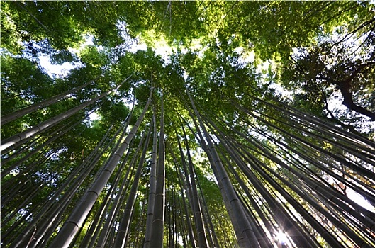 竹林,岚山,京都,日本