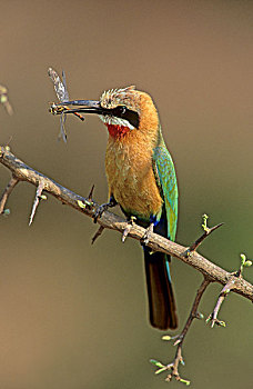 食蜂鸟,蜻蜓,克鲁格国家公园,南非