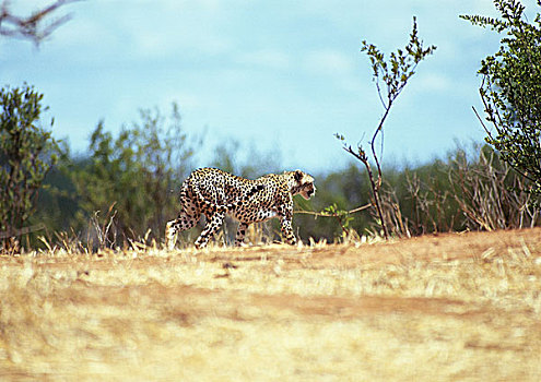 东方,非洲猎豹,坦桑尼亚