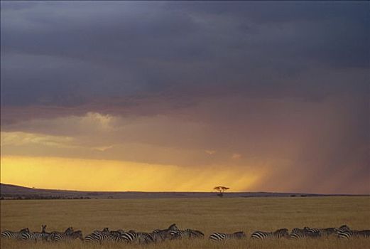 白氏斑马,斑马,牧群,迁徙,接近,风暴,马赛马拉国家保护区,肯尼亚