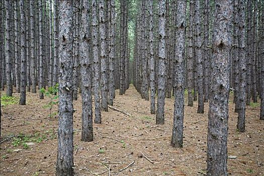松树,树林,种植园,安大略省,加拿大