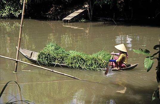 独木舟,女人,运输,河,草,湄公河三角洲,越南,亚洲