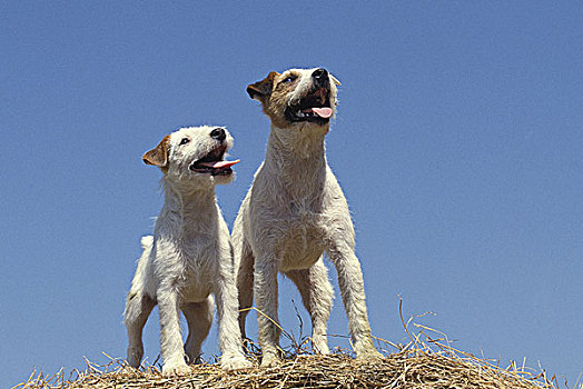 杰克罗素犬,狗,站立,稻草包