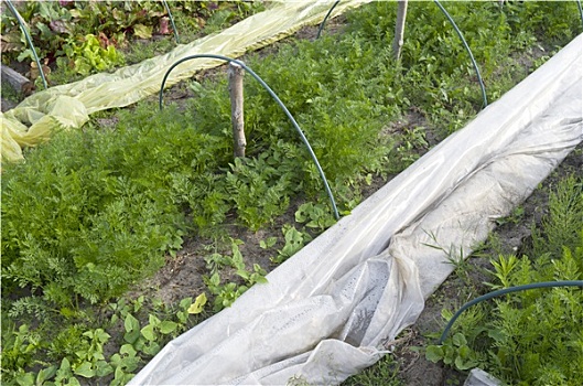 温室,有机蔬菜,花园
