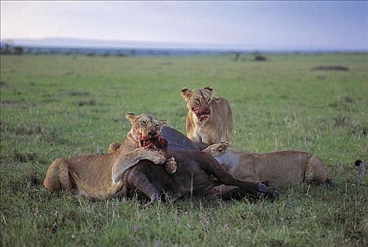 狮子,杀戮,水牛,捕食,猫科动物,哺乳动物,马赛马拉,肯尼亚,非洲,动物