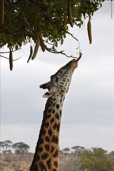 长颈鹿,长,舌头,树,大草原,塔兰吉雷国家公园