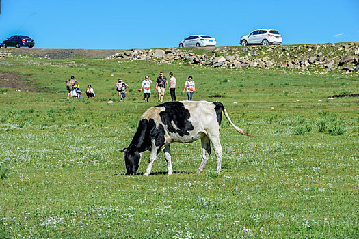 牧牛,内蒙古,草原,风光,风景