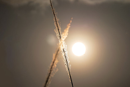 傍晚夕阳西下逆光随风摇曳的芦苇