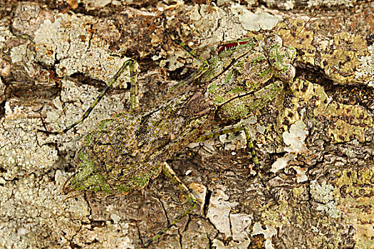 灰白,螳螂,保护色,中心,佛罗里达