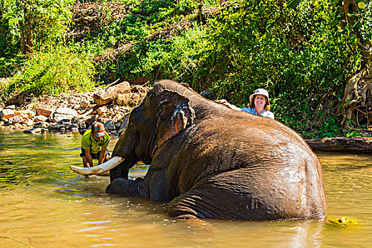 缅甸,掸邦,靠近,卡劳,绿色,山,山谷,大象,露营,看象人,沭浴,几个,白天
