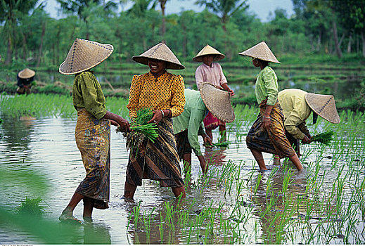 女人,工作,稻田,龙目岛,印度尼西亚