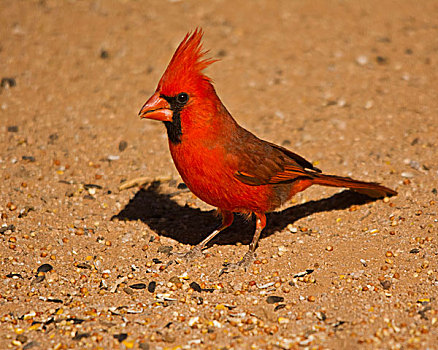 雄性,主红雀,地上,萨瓜罗国家公园,亚利桑那,美国
