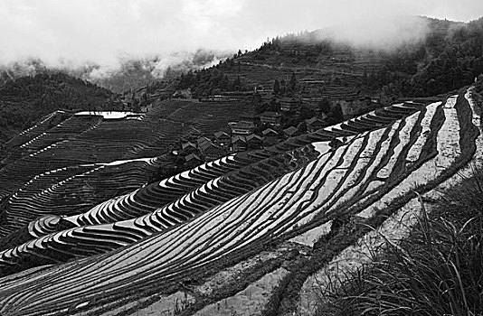 桂林龙胜金坑梯田风光