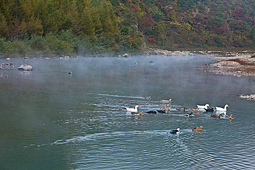 湖,水面,雾气,蒸腾,白雾,水蒸气,缥缈,仙境,灵性,家禽,鸭子,鹅,游动,自在,安静,自然,风光