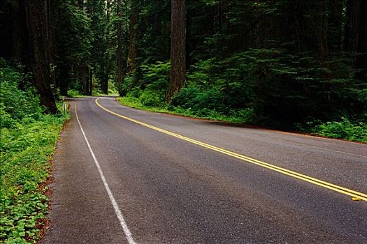 公路,树,草原小溪红杉州立公园,加利福尼亚,美国