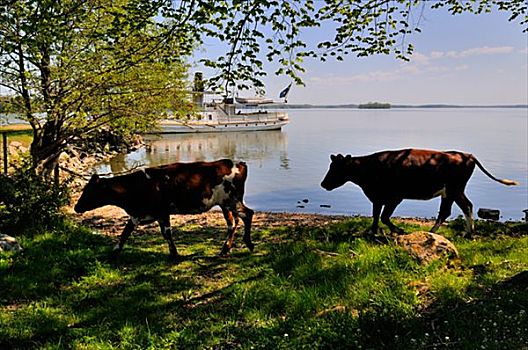 母牛,瑞典