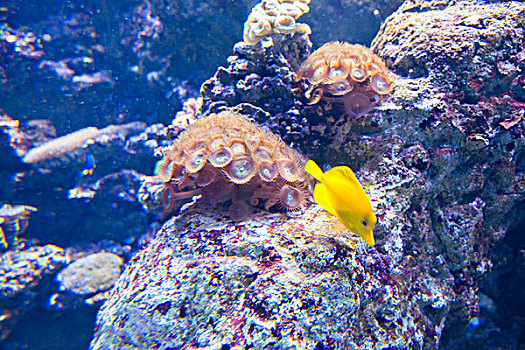 香港海洋公园海洋奇观生物馆中的海洋生物