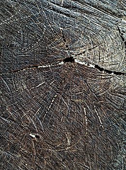 名贵木材板材树木年轮