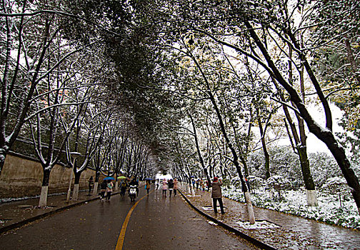 昆明校园雪景