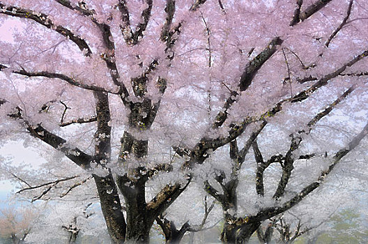 樱花,树,日本