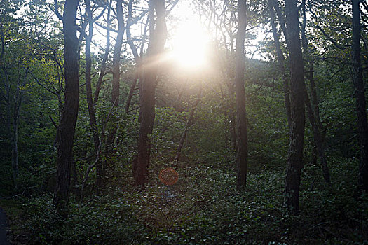 宁和,树林,场景,日落