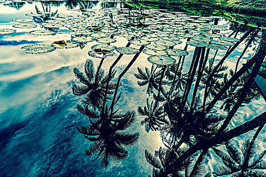 棕榈树,反射,水上,荷花,叶子