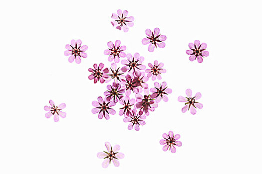 flower,pattern