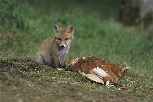 红狐,狐属,年轻,鸡