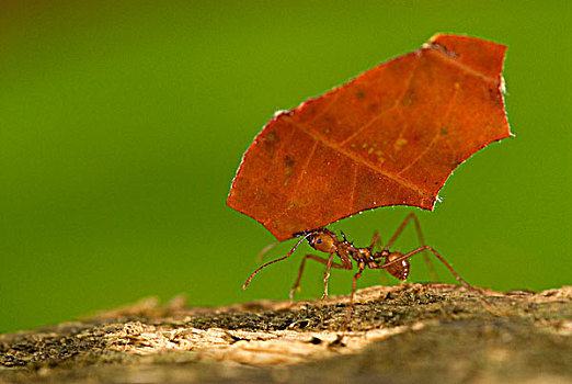 蚂蚁,红叶,科科瓦多,哥斯达黎加