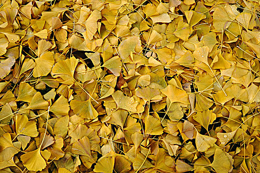 秋天,黄叶,银杏,树