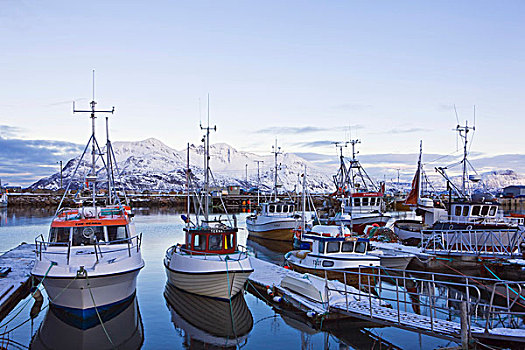 船,渔港,挪威,欧洲