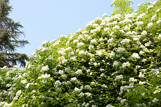 木香,木香花,黄花,小黄花