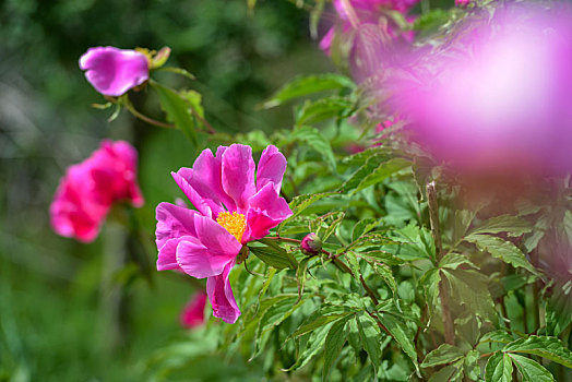 芍药花开,娇艳柔美