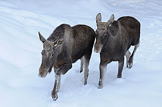 两个,驼鹿,雪中