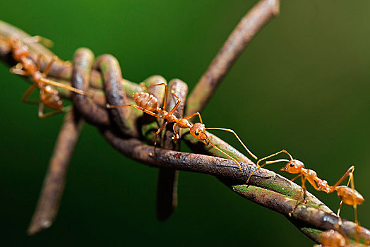 亚洲,蚂蚁,织布者蚂蚁,刺铁丝网