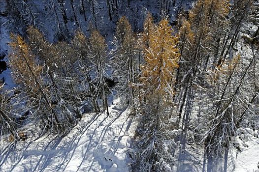 黄色,落叶松属植物,冬天,策马特峰,瓦莱,瑞士,欧洲