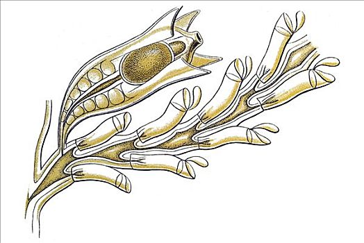 历史,插画,海洋,刺胞动物,名字,局部,枝条,自然