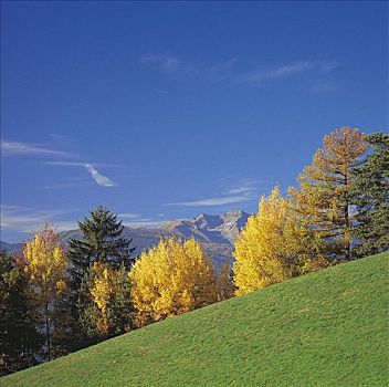 树,秋天,斜坡,草地,山峦,南蒂罗尔,意大利,欧洲
