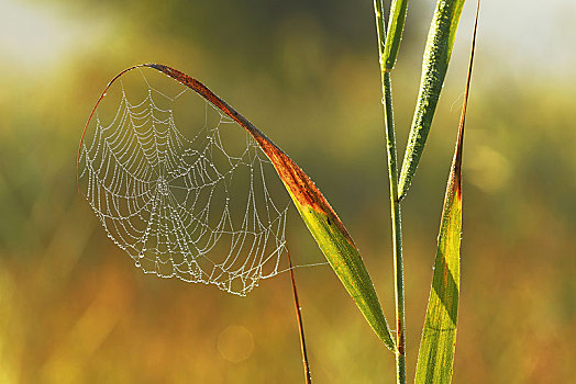蜘蛛网,早晨,露珠,自然保护区,瑞士,欧洲
