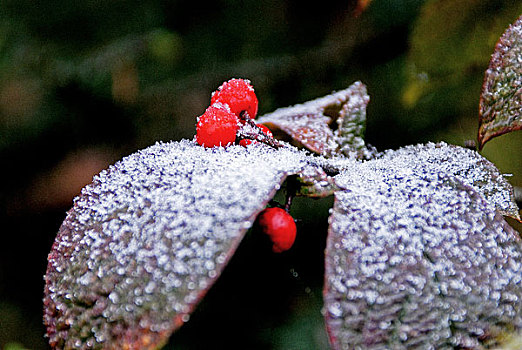 雪中的树叶