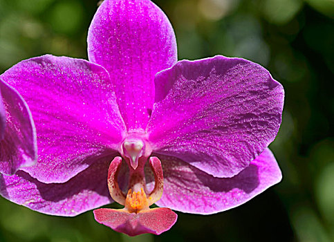 紫罗兰,花,兰花,蝴蝶兰属,杂交品种