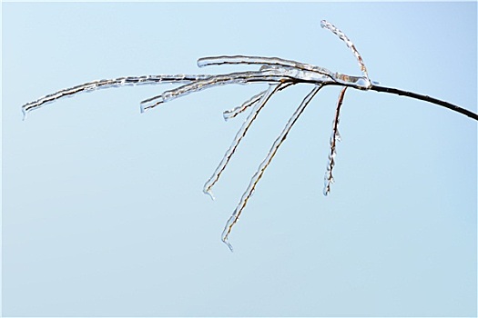冰,树枝