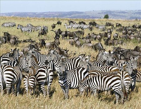 大,牧群,角马,斑马,迁徙,塞伦盖蒂,马塞马拉野生动物保护区