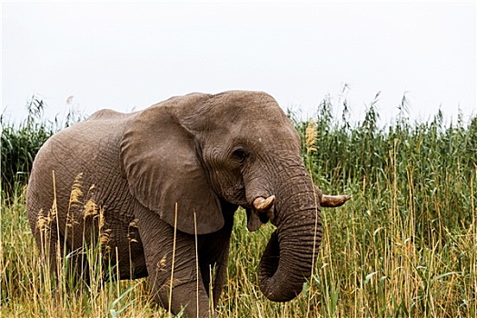 非洲象,埃托沙国家公园
