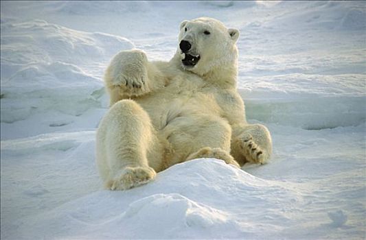 北极熊,雪,哈得逊湾,丘吉尔市,曼尼托巴,加拿大